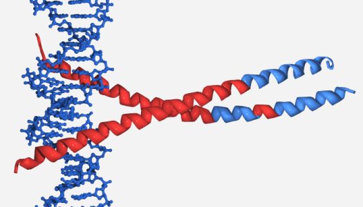 c-fos/c-jun/DNA complex