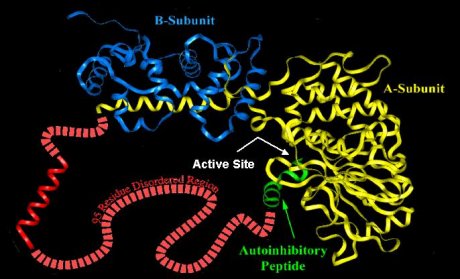 Calcineurin - a protein showing disorder