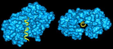 Calmodulin bound to helix of calcineurin