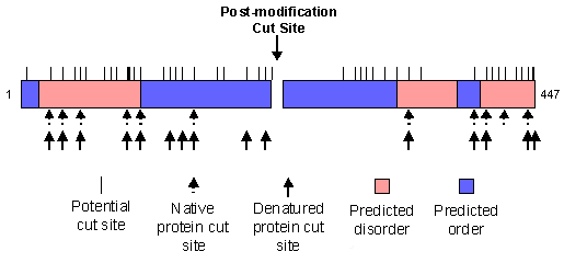 Predicted and observed trypsin digestion sites in clusterin